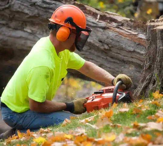 tree services Spring Park